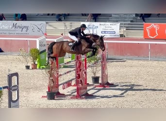 Selle Français, Jument, 9 Ans, 167 cm, Bai cerise