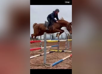 Selle Français, Jument, 9 Ans, 170 cm, Alezan brûlé
