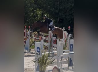 Selle Français, Jument, 9 Ans, 170 cm, Bai