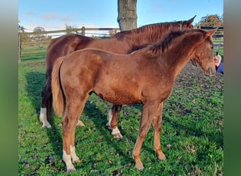 Selle Français, Jument, Poulain (06/2025), 168 cm, Alezan