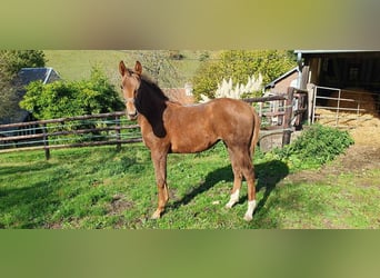 Selle Français, Jument, Poulain (06/2025), 168 cm, Alezan