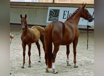 Selle Français, Jument, Poulain (06/2025), 168 cm, Alezan Selle Français, Jument, Poulain (06/2025), 168 cm, Alezan