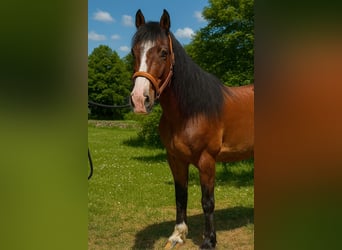 Selle français, Klacz, 10 lat, 152 cm, Gniada