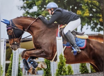 Selle français, Klacz, 10 lat, 164 cm, Ciemnokasztanowata