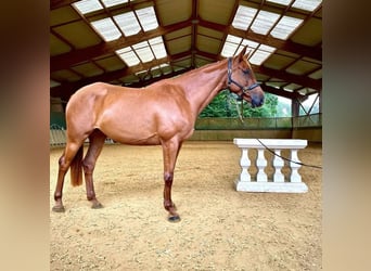 Selle français, Klacz, 10 lat, 164 cm, Kasztanowata