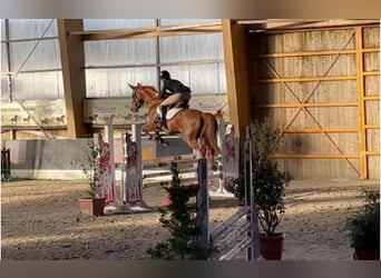 Selle français, Klacz, 10 lat, 164 cm, Kasztanowata