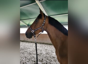 Selle français, Klacz, 10 lat, 165 cm, Gniada