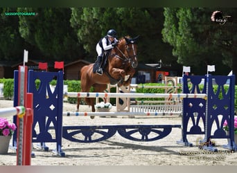 Selle français, Klacz, 11 lat, 164 cm, Kasztanowata