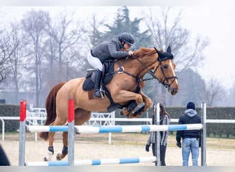 Selle français, Klacz, 11 lat, 164 cm, Kasztanowata