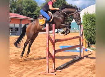 Selle français, Klacz, 11 lat, 165 cm, Gniada