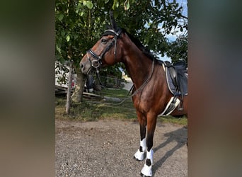 Selle français, Klacz, 11 lat, 167 cm, Gniada