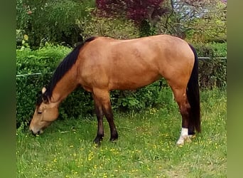 Selle français, Klacz, 11 lat, 169 cm, Bułana