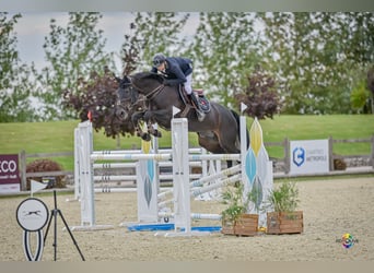 Selle français, Klacz, 11 lat, Kara