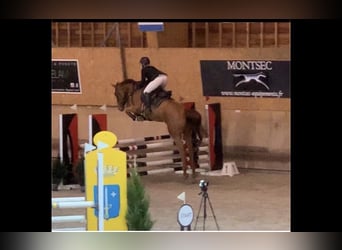 Selle français, Klacz, 12 lat, 170 cm, Kasztanowata
