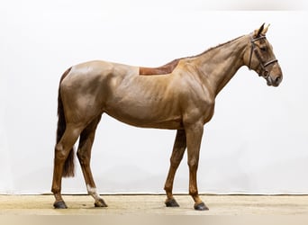 Selle français, Klacz, 12 lat, 172 cm