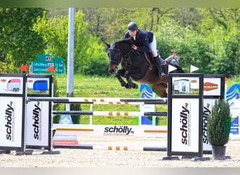 Selle français, Klacz, 12 lat, Ciemnogniada