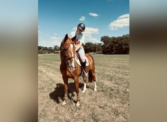 Selle français, Klacz, 13 lat, 164 cm, Kasztanowata