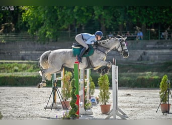 Selle français, Klacz, 13 lat, 170 cm, Siwa