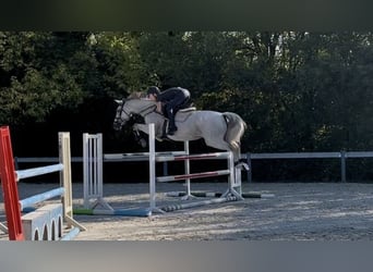 Selle français, Klacz, 13 lat, 170 cm, Siwa