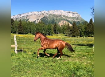 Selle français, Klacz, 13 lat