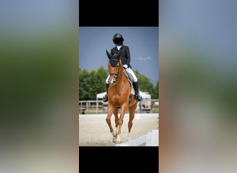 Selle français, Klacz, 14 lat, 163 cm, Kasztanowata