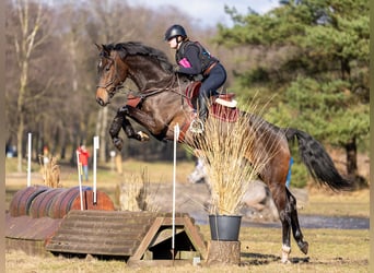 Selle français Mix, Klacz, 14 lat, 165 cm, Gniada