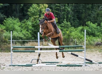 Selle français, Klacz, 14 lat, 165 cm, Kasztanowata