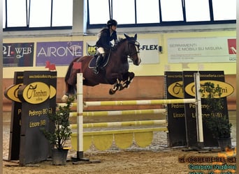 Selle français, Klacz, 14 lat, 168 cm, Cisawa