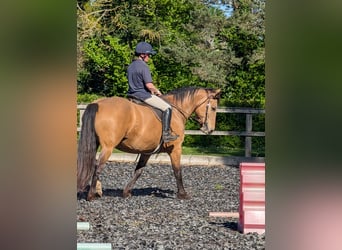 Selle français Mix, Klacz, 15 lat, 157 cm, Jelenia