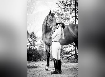 Selle français, Klacz, 16 lat, 168 cm, Gniada
