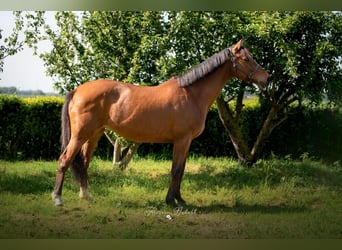 Selle français, Klacz, 17 lat, 170 cm, Gniada