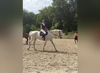 Selle français, Klacz, 17 lat, 170 cm, Siwa