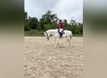 Selle français, Klacz, 17 lat, 170 cm, Siwa