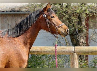 Selle français, Klacz, 3 lat, 148 cm, Gniada