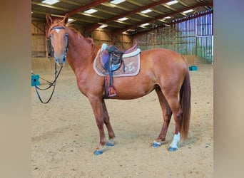 Selle français, Klacz, 3 lat, 159 cm, Kasztanowata