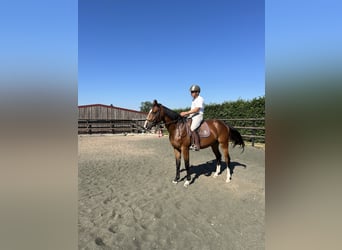 Selle français, Klacz, 3 lat, 162 cm, Gniada