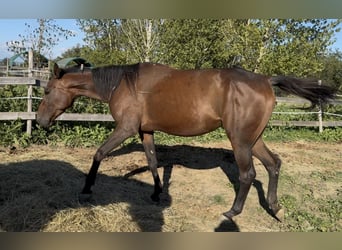 Selle français, Klacz, 3 lat, 165 cm, Gniada