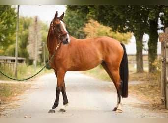 Selle français, Klacz, 4 lat, 158 cm, Gniada