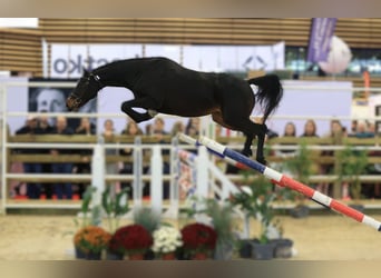 Selle français, Klacz, 4 lat, 163 cm, Skarogniada