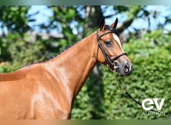 Selle français, Klacz, 4 lat, 164 cm, Gniada