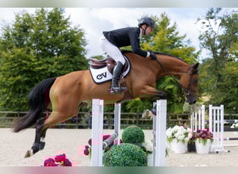Selle français, Klacz, 4 lat, 164 cm, Gniada