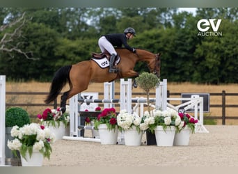 Selle français, Klacz, 4 lat, 164 cm, Gniada