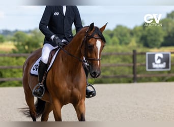 Selle français, Klacz, 4 lat, 164 cm, Gniada