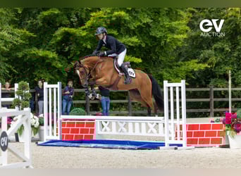 Selle français, Klacz, 4 lat, 164 cm, Gniada