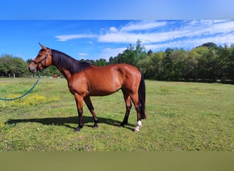 Selle français, Klacz, 4 lat, 167 cm, Gniada