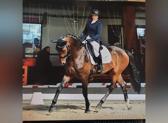 Selle français, Klacz, 4 lat, 170 cm, Gniada