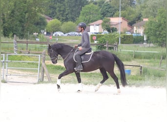 Selle français, Klacz, 5 lat, 158 cm, Kara