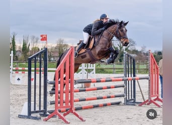 Selle français, Klacz, 5 lat, 160 cm, Gniada