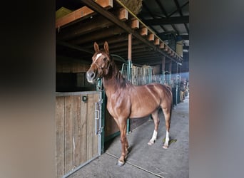 Selle français Mix, Klacz, 5 lat, 163 cm, Cisawa