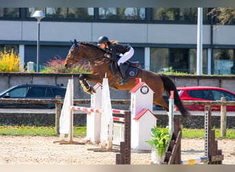 Selle français, Klacz, 5 lat, 165 cm, Gniada